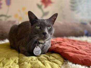 TWINKLE -  Domestic Short Hair Cat for Adoption in Fort Wayne, Indiana - TWINKLE | PetCurious