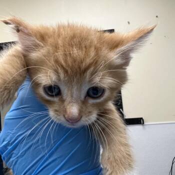 Dwight -  Domestic Short Hair Cat for Adoption in Galveston, Texas - Dwight | PetCurious