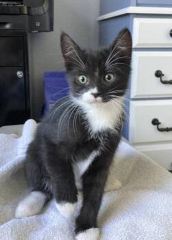 Mike -  Domestic Long Hair Cat for Adoption in Sacramento, California - Mike | PetCurious