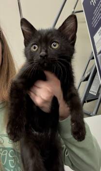 Rescue Domestic Short Hair Cats for Adoption in Town 