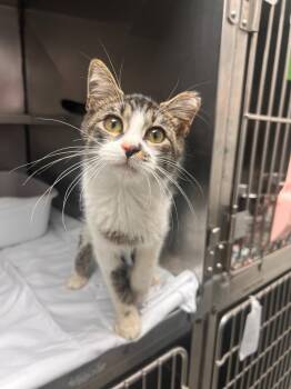 Marmalade -  Domestic Short Hair Cat for Adoption in Pomona, New York - Marmalade | PetCurious