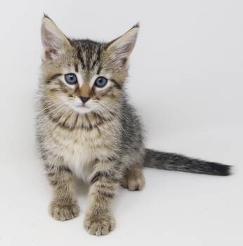Tabby and Bengal Cats Available for Adoption in Bedford Hills, New York - Colin Is A Teeny Tiny Superstar!    | PetCurious