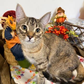 Rescue Domestic Short Hair Cats for Adoption in Houston, Texas - Bridget | PetCurious
