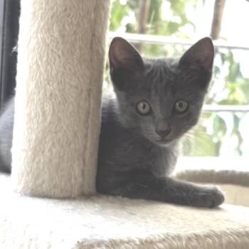 Slurpie -  Domestic Short Hair and Russian Blue Cat for Adoption in Long Beach, California - Slurpie | PetCurious