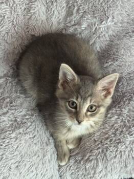 Caline -  Tabby Cat for Adoption in Allen, Texas - Caline | PetCurious