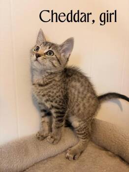 Cheddar IN FOSTER -  Domestic Short Hair Cat for Adoption in Danielsville, Georgia - Cheddar IN FOSTER | PetCurious