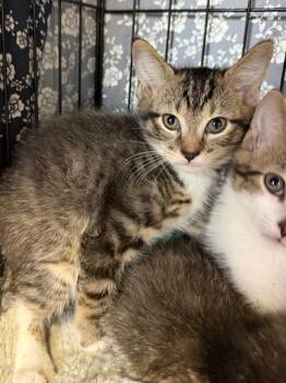 Flannel Shirt -  Domestic Short Hair Cat for Adoption in Cincinnati, Ohio - Flannel Shirt | PetCurious
