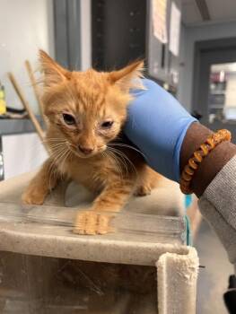 MARIANA -  Domestic Short Hair Cat for Adoption in Tallahassee, Florida - MARIANA | PetCurious