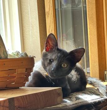 Whispering Willows -  Domestic Short Hair Cat for Adoption in Colorado Springs, Colorado - Whispering Willows | PetCurious