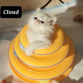 Cloud -  Domestic Short Hair Cat for Adoption in Morgan Hill, California - Cloud | PetCurious