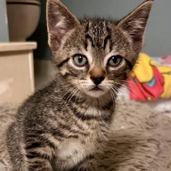 Creek -  Domestic Short Hair Cat Available for Adoption in Chattanooga, Tennessee - Creek | PetCurious