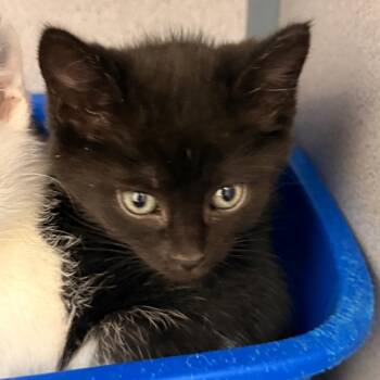 Domestic Short Hair Cats Available for Adoption in Evansville, Indiana - Greta | PetCurious