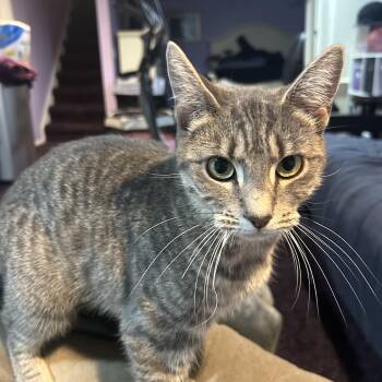 Rescue Domestic Short Hair Cats for Adoption in Totowa, New Jersey - Gemma | PetCurious