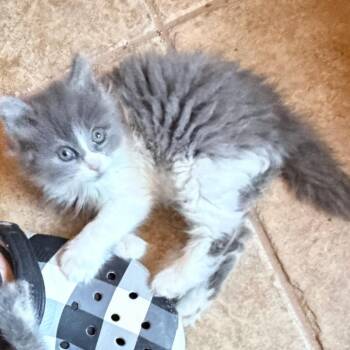 Domestic Long Hair Cats Available for Adoption in Las Vegas, Nevada - Jill | PetCurious