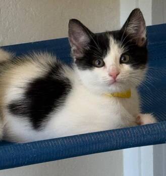 Acacia -  Domestic Short Hair Cat Available for Adoption in Cambria, California - Acacia | PetCurious