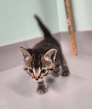 Rescue Domestic Short Hair Cats for Adoption in Athens, Tennessee - Mouse | PetCurious