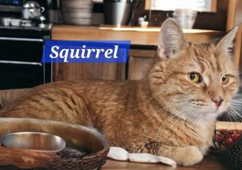 Domestic Short Hair Cats Available for Adoption - Squirrel | PetCurious