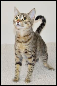 Eleanor A061407 -  Domestic Short Hair Cat for Adoption in San Andreas, California - Eleanor A061407 | PetCurious