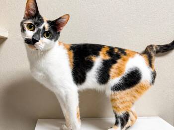 Calico and Domestic Short Hair Cats Available for Adoption in Raleigh, North Carolina - Yodel | PetCurious