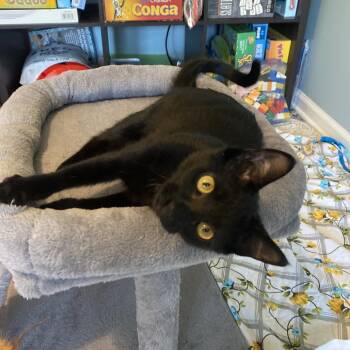 Domestic Short Hair Cats Available for Adoption - Pocus | PetCurious