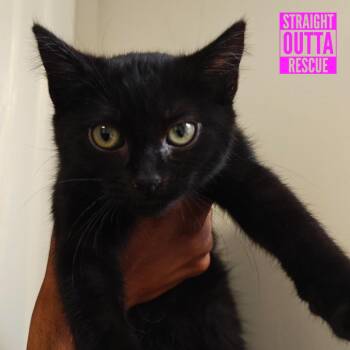 Pedro -  Domestic Short Hair Cat for Adoption in Vancouver, British Columbia - Pedro | PetCurious