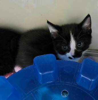Domestic Short Hair Cats Available for Adoption in Liverpool, New York - Stella | PetCurious
