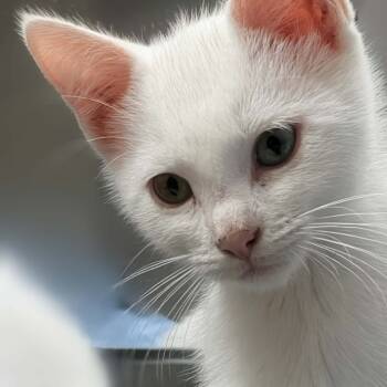 Rescue Domestic Short Hair Cats for Adoption in Eagle Mountain, Utah - Ursula Lafeen | PetCurious