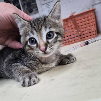 Rescue Domestic Short Hair Cats for Adoption in Ardmore, Oklahoma - Strawberry | PetCurious