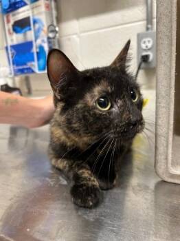 Oj -  Domestic Short Hair Cat for Adoption in Fruit Heights, Utah - Oj | PetCurious
