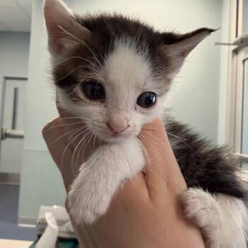 Zion -  Domestic Short Hair Cat for Adoption in Greensboro, North Carolina - Zion | PetCurious