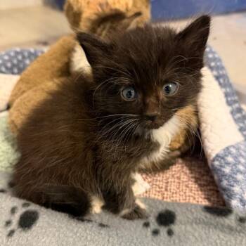 Hashbrown -  Domestic Long Hair Cat for Adoption in Englewood, Florida - Hashbrown | PetCurious