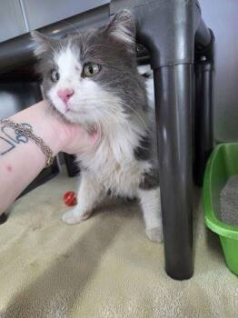Domestic Long Hair and Domestic Short Hair Cats Available for Adoption - Sped | PetCurious