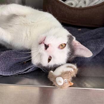Sleepyhead -  Domestic Short Hair Cat Available for Adoption in State College, Pennsylvania - Sleepyhead | PetCurious