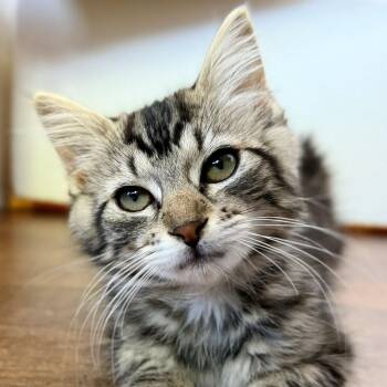 Nisa -  Domestic Medium Hair Cat for Adoption in Greenfield, California - Nisa | PetCurious