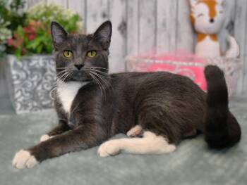 Max -  Domestic Short Hair Cat for Adoption in Roanoke, Texas - Max | PetCurious
