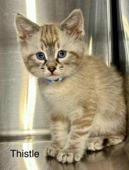 Thistle -  Domestic Short Hair and Siamese Cat for Adoption in St. George, Utah - Thistle | PetCurious