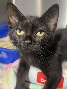 Freddy -  Domestic Short Hair Cat for Adoption in Spencer, Indiana - Freddy | PetCurious