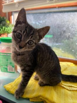Sprout -  Domestic Short Hair Cat for Adoption in Manchester, Maryland - Sprout | PetCurious