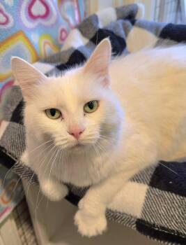 Domestic Short Hair Cats Available for Adoption in Vancouver, Washington - Prudence | PetCurious