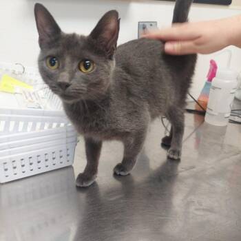 Ariel -  Domestic Short Hair Cat for Adoption in Ashtabula, Ohio - Ariel | PetCurious