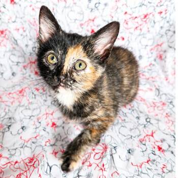 Peach -  Domestic Short Hair Cat for Adoption in Mt. Juliet, Tennessee - Peach | PetCurious
