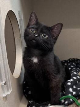WOLFIE -  Domestic Short Hair Cat for Adoption in Loveland, Colorado - WOLFIE | PetCurious