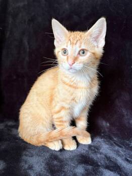 Domestic Short Hair Cats Available for Adoption in Nashville, Tennessee - Biscuit26 | PetCurious