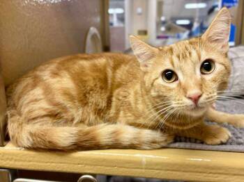 Rescue Domestic Short Hair Cats for Adoption in Chicago, Illinois - Chestnut | PetCurious