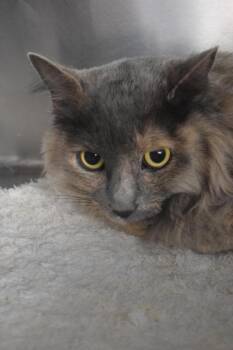 Domestic Long Hair Cats Available for Adoption in Pahrump, Nevada - Smokey | PetCurious