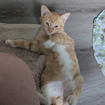 Rescue Domestic Short Hair Cats for Adoption in Long Beach, California - Mini Malley (M&M) | PetCurious