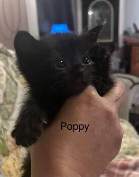 Poppy -  Domestic Short Hair Cat for Adoption in Johnson City, Tennessee - Poppy | PetCurious
