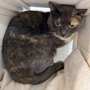 Domestic Short Hair Cats Available for Adoption - Cattess | PetCurious