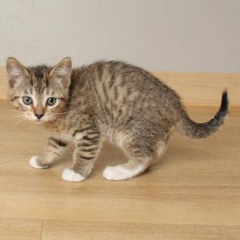 Domestic Short Hair Cats Available for Adoption in Minnetonka, Minnesota - Radar C68505 | PetCurious