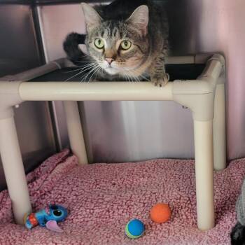 Willow -  Domestic Short Hair Cat for Adoption in Milan, Illinois - Willow | PetCurious